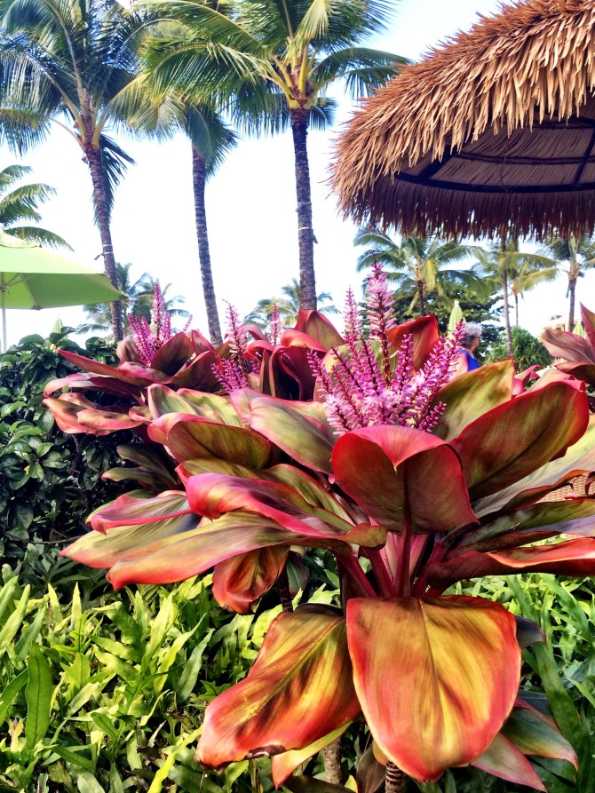 hawaii - kauai nature